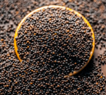 Black Mustard Seeds Rai